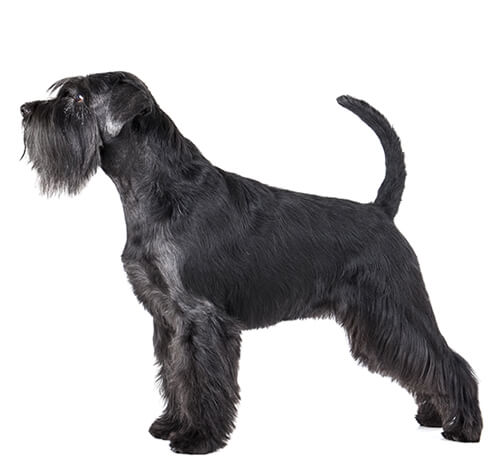 All schnauzer hot sale sizes